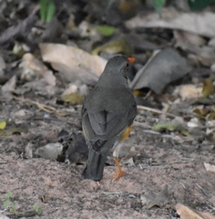 Turdus libonyana