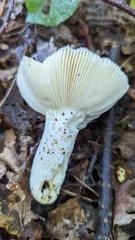 Russula parazurea