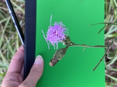 Liatris cymosa