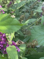 Anagrapha falcifera