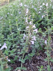 Clinopodium nepeta