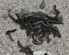 Spodoptera frugiperda