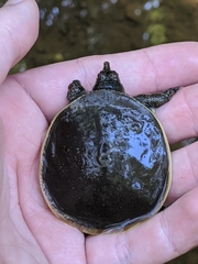 Apalone spinifera pallida