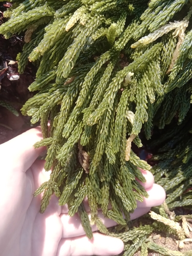 Image of Caulerpa cupressoides by no rights reserved