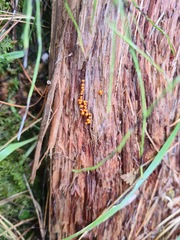 Hemitrichia decipiens