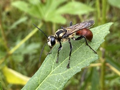 Sphex habenus