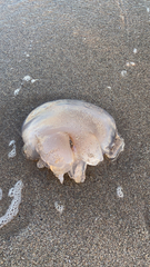 Rhizostomatoidea