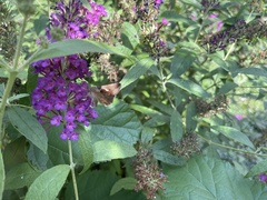 Anagrapha falcifera