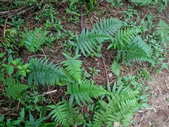 Deparia petersenii