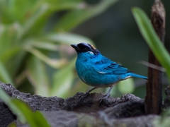 Chalcothraupis ruficervix