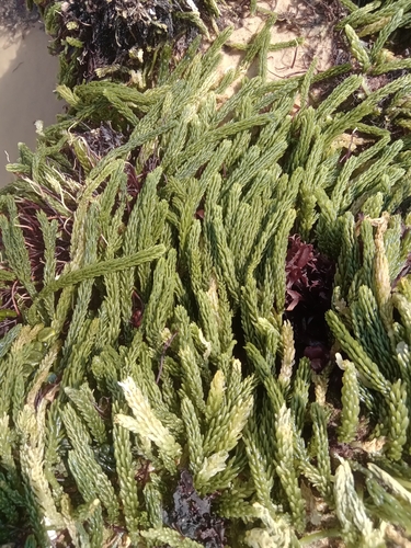 Image of Caulerpa cupressoides by no rights reserved