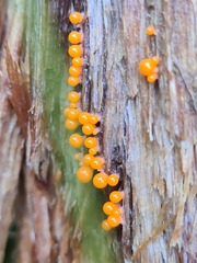 Hemitrichia decipiens