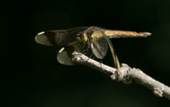 Sympetrum pedemontanum