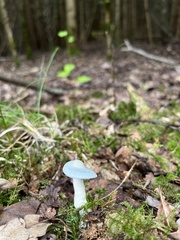 Clitocybe odora