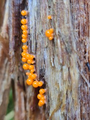 Hemitrichia decipiens