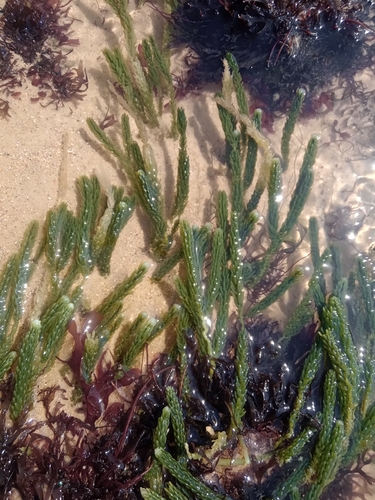 Image of Caulerpa cupressoides by no rights reserved