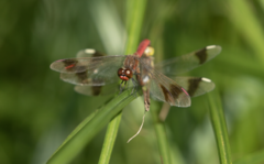 Sympetrum pedemontanum