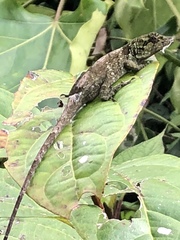 Anolis petersii
