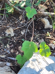 Ipomoea lindheimeri
