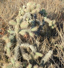 Cylindropuntia prolifera