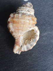 Monoplex parthenopeus