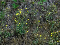 Crepis neglecta
