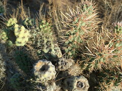 Cylindropuntia prolifera