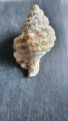 Monoplex parthenopeus