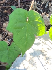 Ipomoea lindheimeri