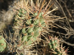 Cylindropuntia prolifera