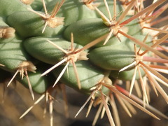 Cylindropuntia prolifera