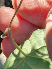 Ipomoea lindheimeri
