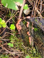 Hemitrichia decipiens