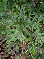 Selaginella opaca