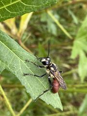 Sphex habenus