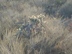 Cylindropuntia prolifera