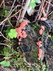 Hemitrichia decipiens