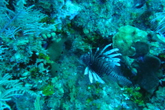 Pterois volitans