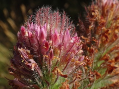 Trifolium rubens