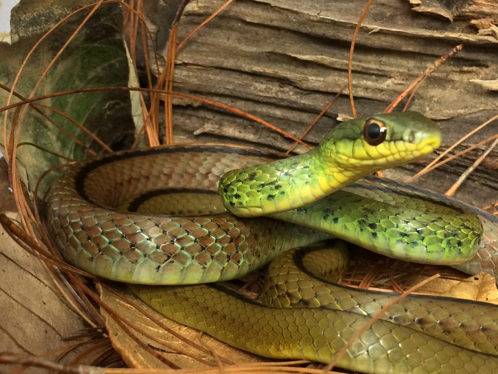 Striped Lizard Eater