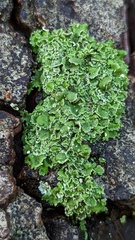 Cladonia