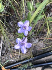 Ruellia nudiflora
