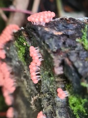 Hemitrichia decipiens