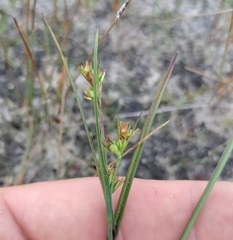 Scleria reticularis
