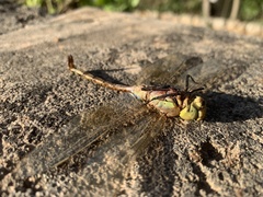 Anax ephippiger