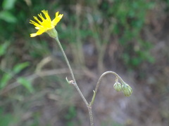 Crepis neglecta