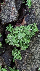 Cladonia