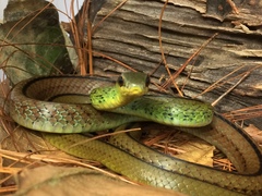 Mastigodryas dorsalis