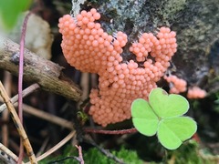 Hemitrichia decipiens