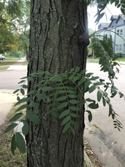 Gleditsia